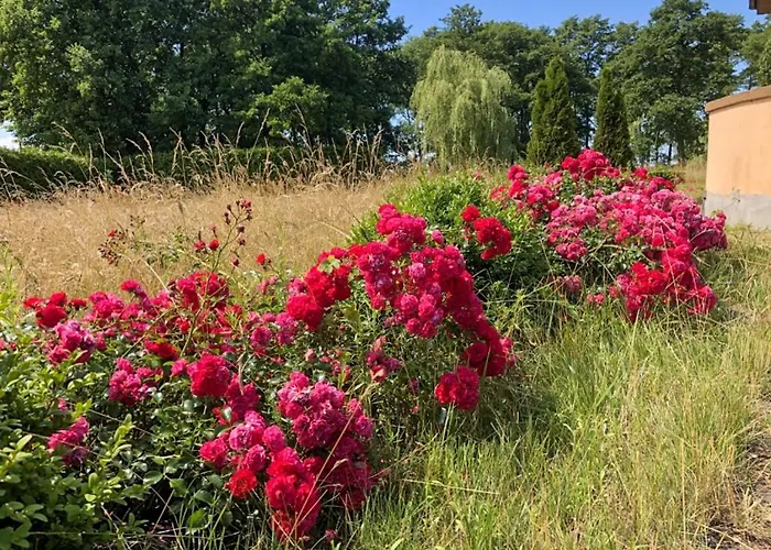 Apolonia 别墅 Biebrowo